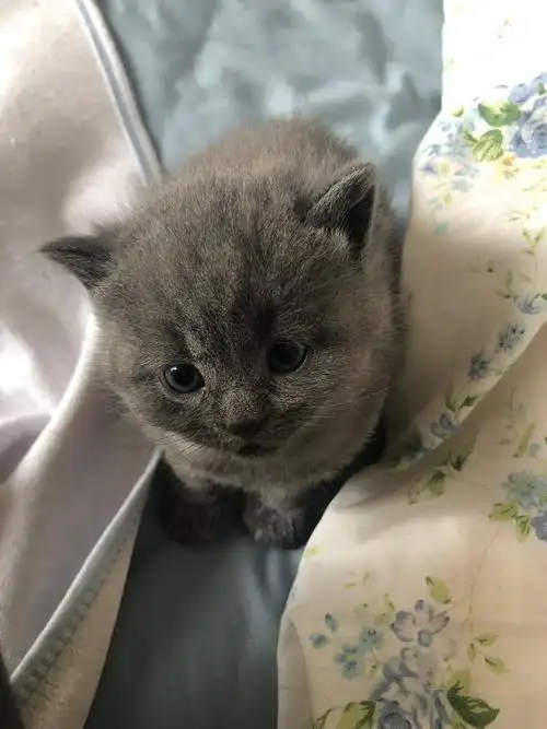 蓝猫宝宝找新家