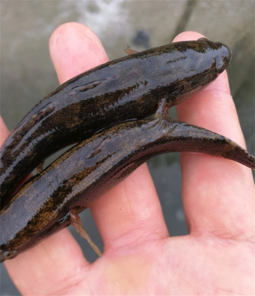 杂交笋壳鱼苗2020笋壳鱼多少钱一斤