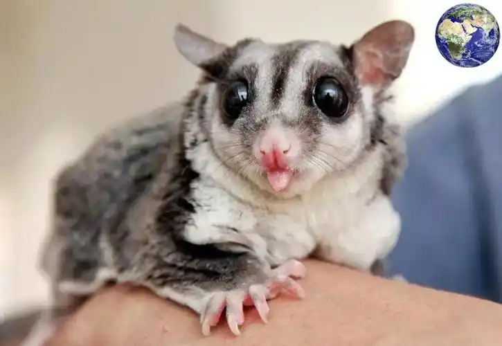 一种非常粘人的小型有袋类动物,我愿意拿女朋友跟你换一只