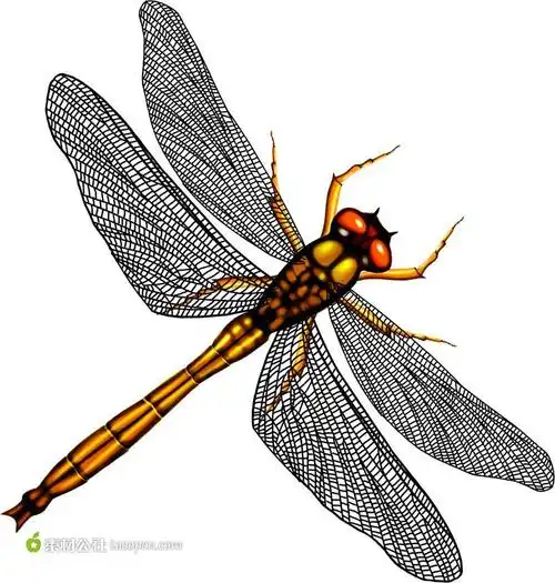 高清蜻蜓素材图