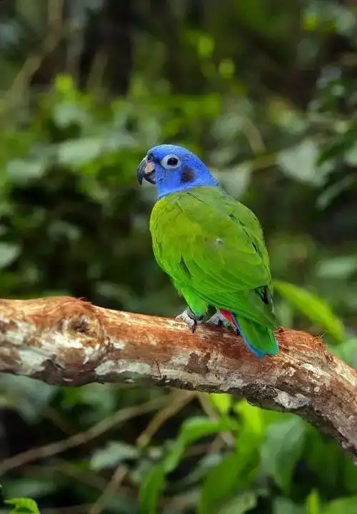 蓝头鹦鹉迷恋蓝颜色,越蓝越好,谁的颜色不够蓝,最好不要接近它