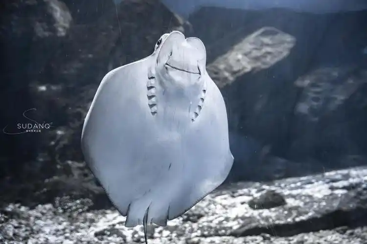 这个铁憨憨魔鬼鱼成功温暖了我