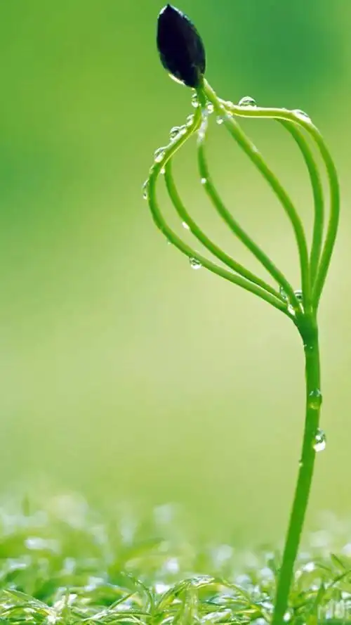 绿色背景图 养眼 微信 绿色背景图片 微信 养眼 - 网络编辑之家