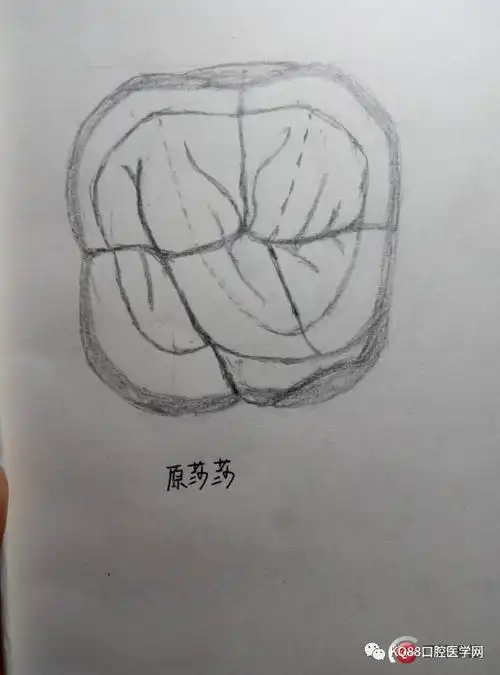 随手画的再来一遍(还是丑)是不是很帅气接下来就算是下颌第一前磨牙了