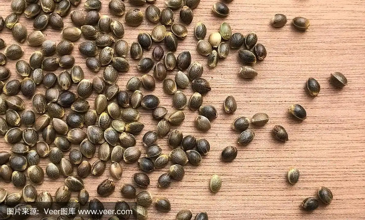 大麻大麻种子的特写