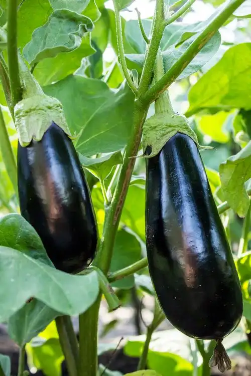 绿色枝条上的茄子几棵紫色茄子在绿叶枝条上成熟