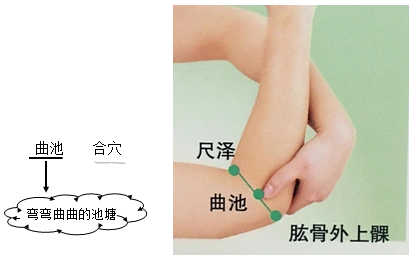 穴在曲肘横纹外侧端,肘骨曲角内缘陷中,因名"曲池".