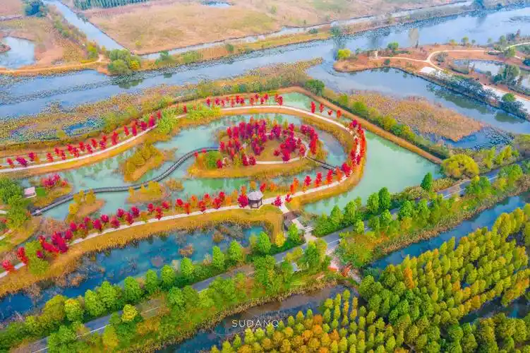 旅游江苏泗洪洪泽湖湿地秋天媲美奈良