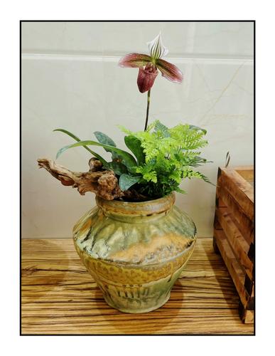 兜兰 紫纹兜兰 洋兰稀少种 原小姐易植物好养品活生庭院阳台香港