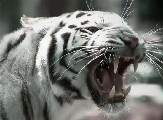 凶恶的老虎的图片