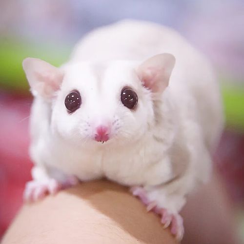 蜜袋鼯幼崽蜜袋鼬小飞鼠密袋鼠飞鼠活物送随身口袋粘人 定金价格 饲养