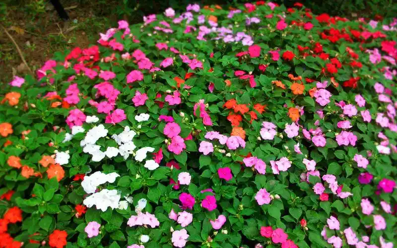 唯美花层风景图片桌面壁纸