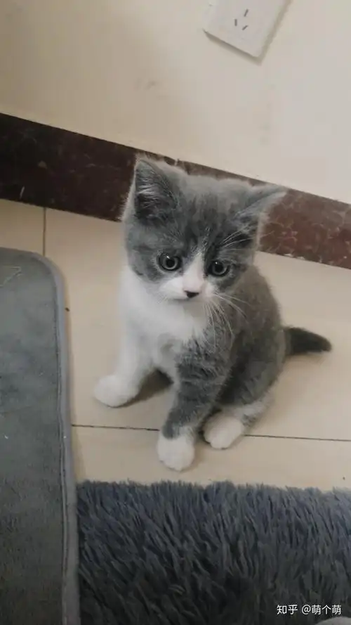 它到底是土猫还是尴尬期啊?