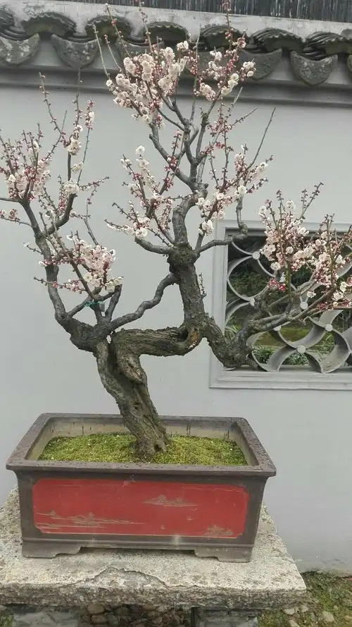盆景老桩梅花