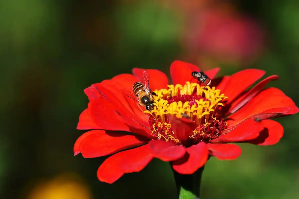 摄影 #拍照 #虫子 #蜜蜂 这批照片配 - 抖音