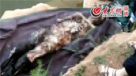 打捞出的尸体,已高度腐烂.