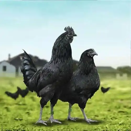 纯种正宗五黑鸡一斤鸡苗批发绿壳蛋鸡草鸡苗散养五黑鸡乌鸡土鸡一斤