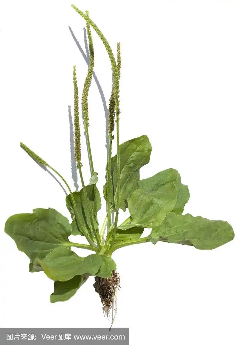 车前草;plantago主要