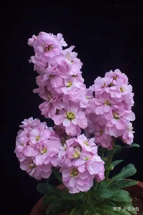 常见开蓝紫色花植物