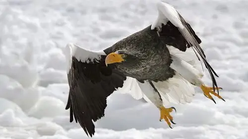 冬季雪中动物自由翱翔的老鹰图片高清桌面壁纸下载第一辑高清大图预览
