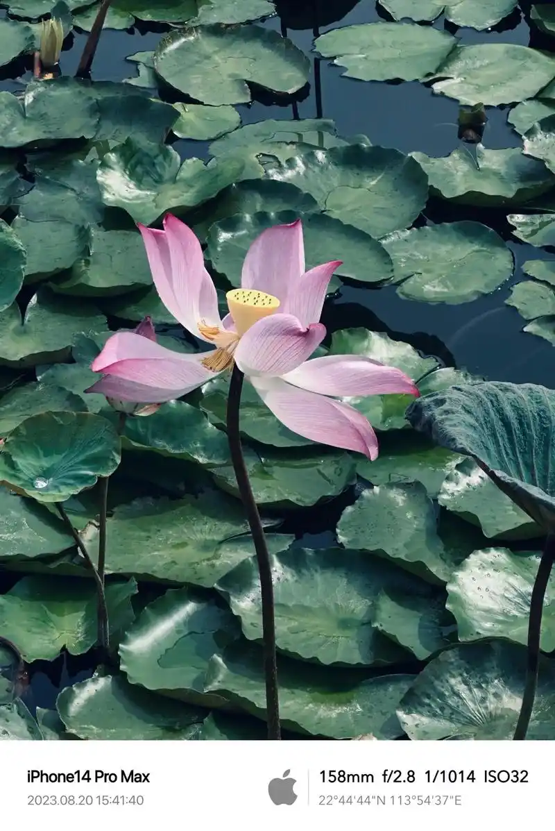 点点水滴映荷莲 #好运莲莲荷花分享给你 #唯美意境 #荷韵 - 抖音