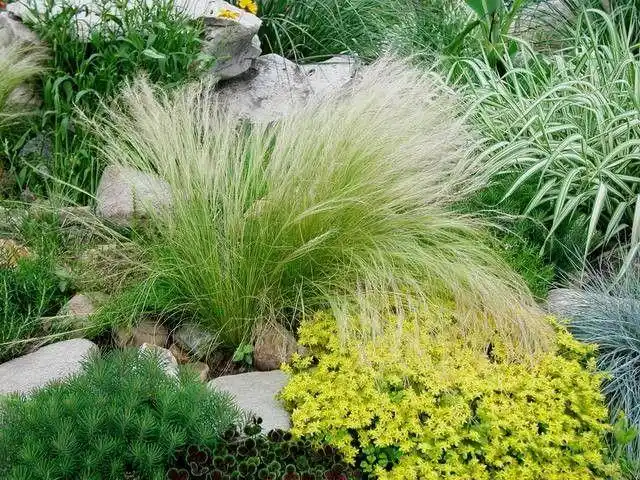 观赏草景观欣赏