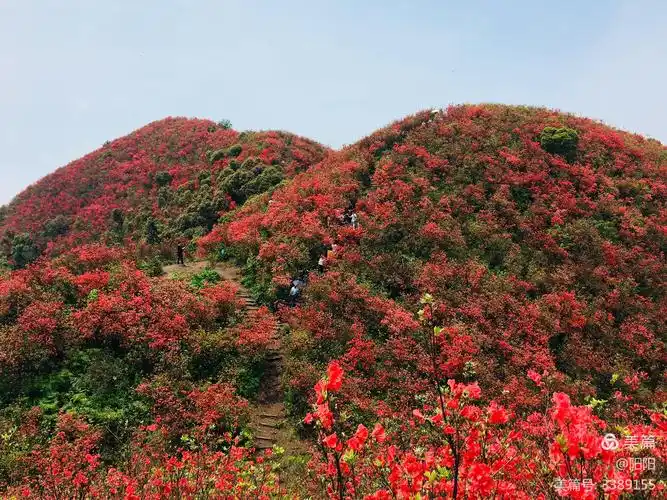 江西萍乡广寒寨四八门万亩映山红开满遍山,美不胜收