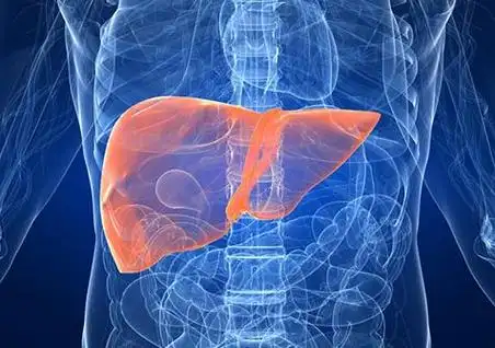 人体图五脏的位置图分布图人体结构解剖图