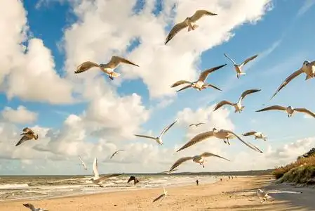 海鸥海滩图片