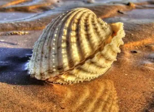 贝壳的样子像什么,贝壳的样子是什么(漂亮的贝壳,好喜欢)