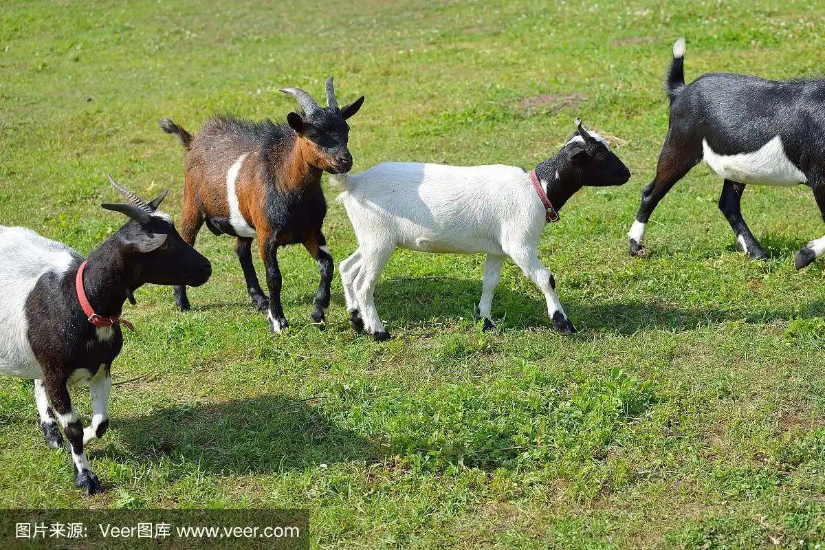 四只山羊在绿色的夏季草地上行走