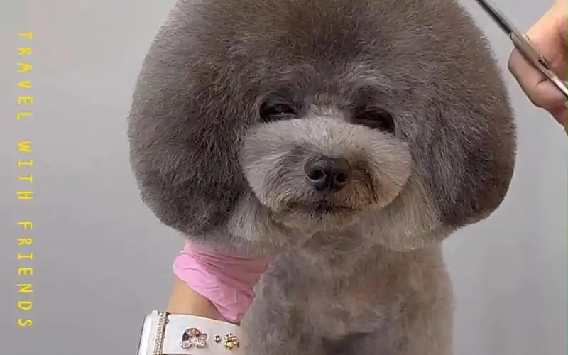 美容小记-灰泰迪造型分享