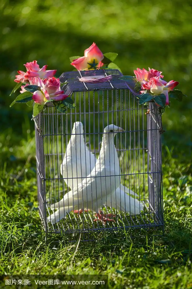 笼子里两只白色婚礼鸽子