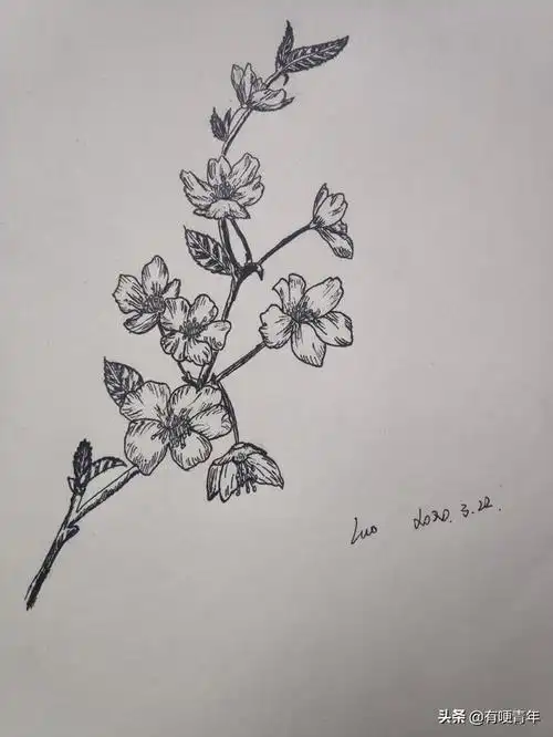 线描画一支樱花送给春天