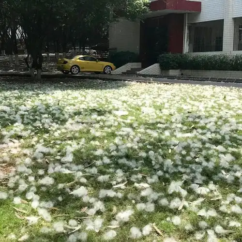 满大街的木棉絮让我快要崩溃了