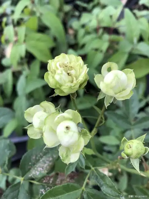 十六的相册-月季