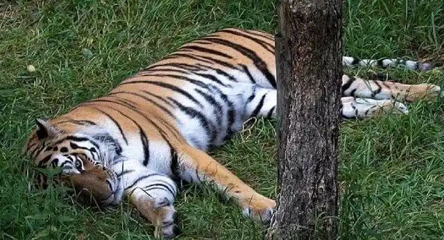 采药人救下受伤大虫,为报其救命之恩,每年春节猛虎叼年货来拜年