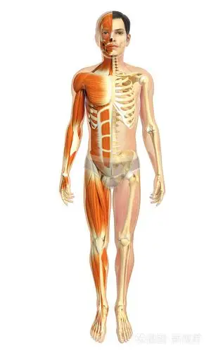 男性肌肉解剖