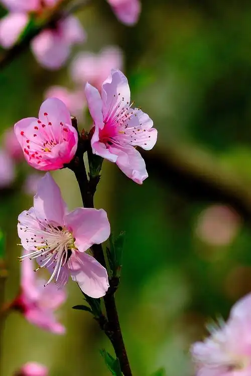 尼康d90 腾龙 af70-300mm (a17)成都桃花分外漂亮