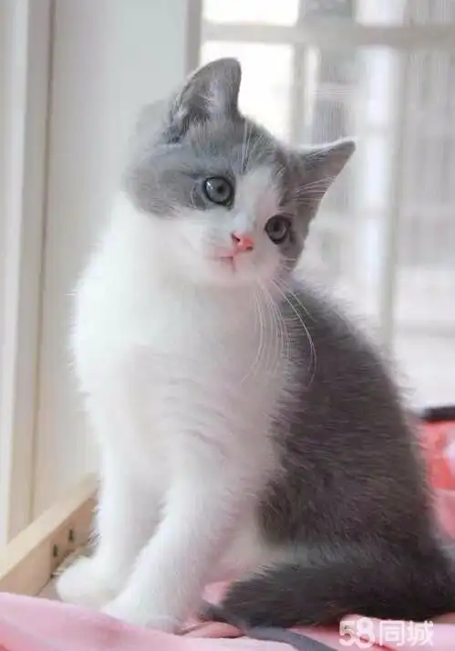 英短蓝猫 蓝白 银渐层 美短 上门惊喜多多 包纯种