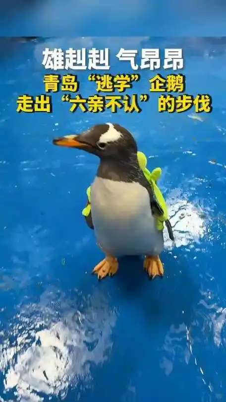 可爱!逃学企鹅走出六亲不认得步伐