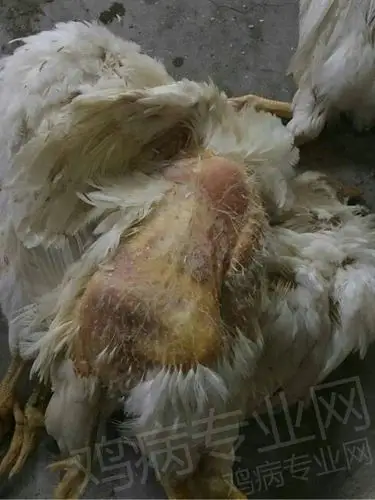 死鸡掉毛