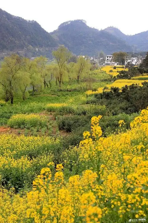 安徽黄山:春满新安江_图片报道_大众网