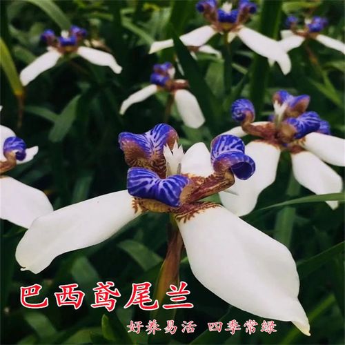 巴西鸢尾兰阳台桌面盆栽鸢尾兰花玉蝴蝶巴西鸢尾兰花四季常绿植物