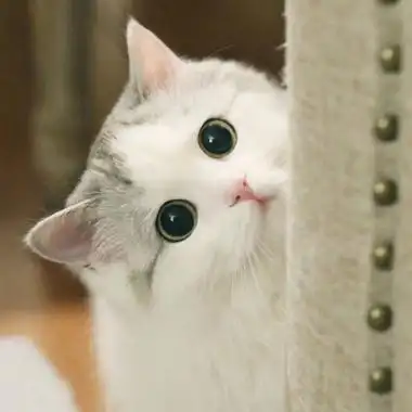 布偶猫头像高清 呆萌美颜布偶猫图片,可爱头像图片