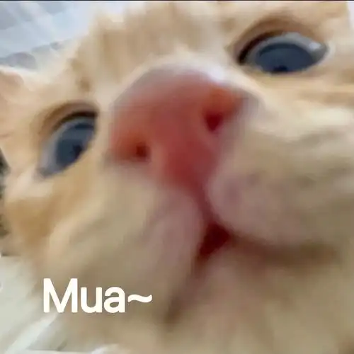 橘猫表情包丨小奶猫就是用来玩鬼畜的