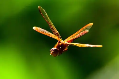 豪哥街拍# ——自由游弋在荷塘中的小可爱——红蜻蜓——北国小城的