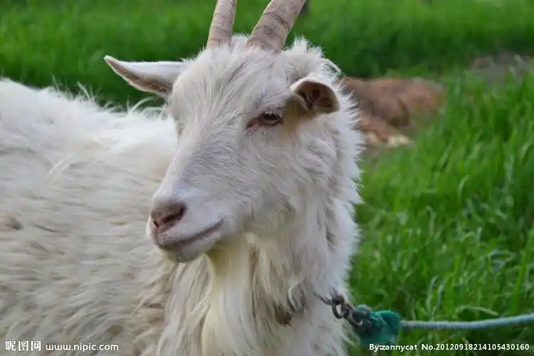 山羊图片
