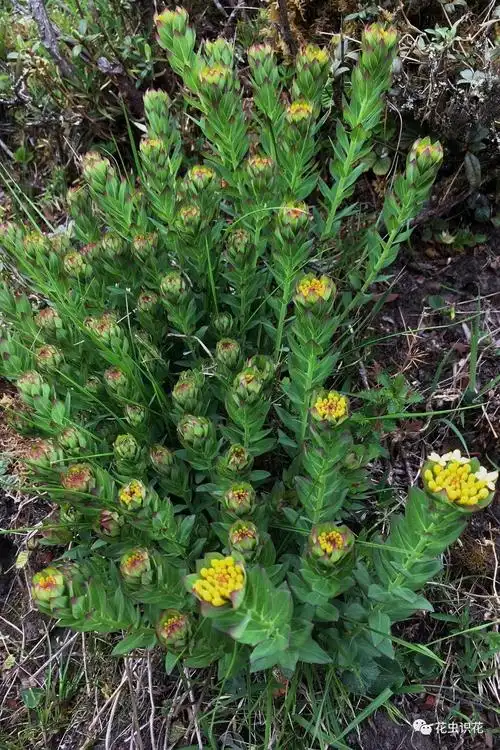 狼毒(瑞香科 狼毒属)