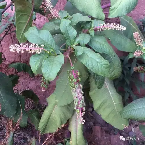 见肿消的功效与作用